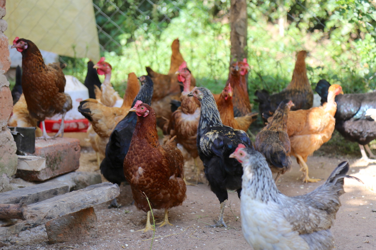 ‘Poultry Farming Has Increased My Household Kenya World